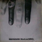Greyhound Black And White