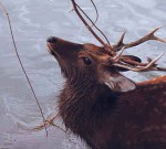 By The Waterhole  Two