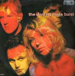 Darling Buds  Burst