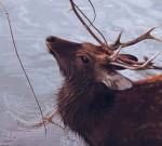 By The Waterhole  Two