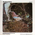 No Artist  Woodland Birds