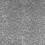 Russell Haswell Conceptual nO!se